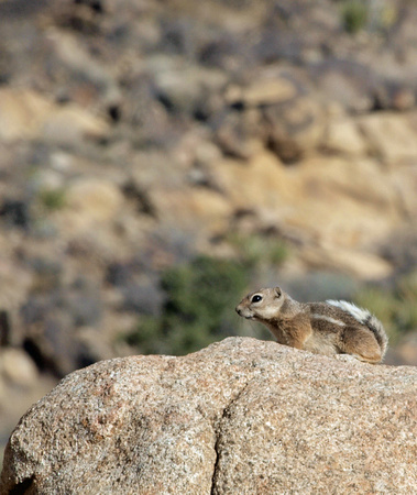 White-tailed Antelope Squirrel - Ammospermophilus leucurus
