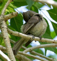 Oak Titmouse - Baeolophus inornatus