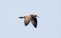 Heerman's Gull - Larus heermanni