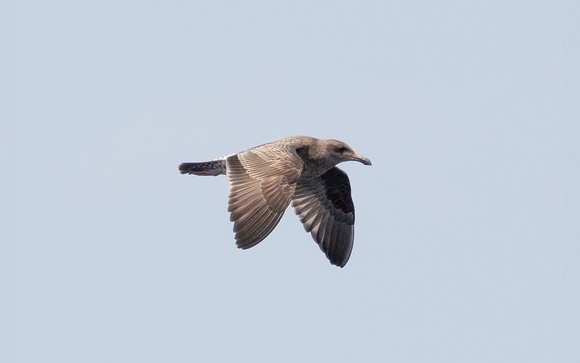 Heerman's Gull - Larus heermanni