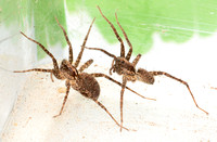 Wolf spider - Pardosa sp.