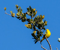 Yellow Warbler - Setophaga petechia