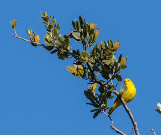 Yellow Warbler - Setophaga petechia