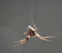 Bridge spider - Larinioides sclopetarius