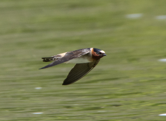 Cliff Swallow - Hirundo pyrrhonota