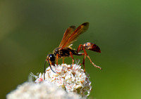 Grass carrying wasp - Isodontia elegans