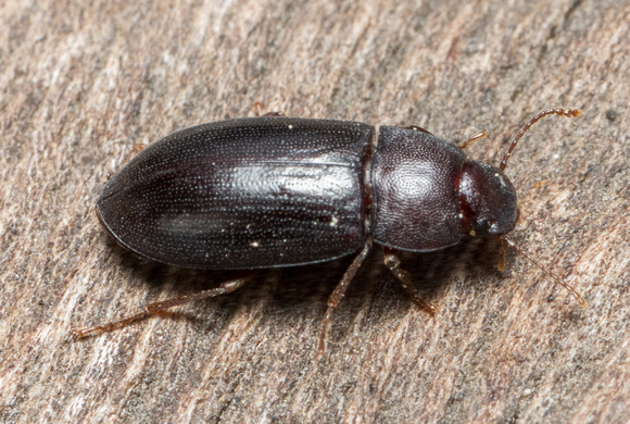 Darkling beetle - tribe Edrotini