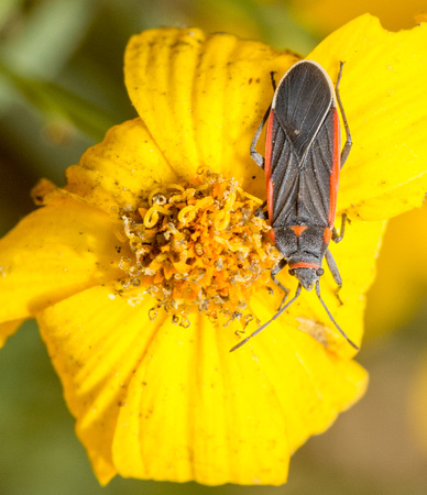 Seed bug - Melacoryphus lateralis