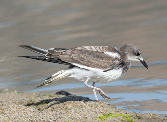 Sabine's Gull - Xema sabini