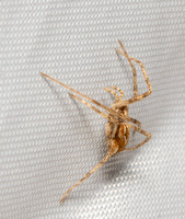 Runnng crab spider - Unidentified sp.