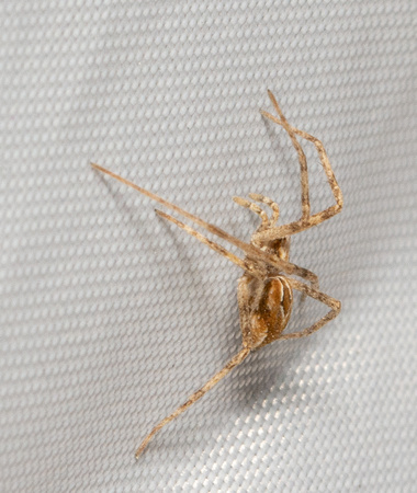 Runnng crab spider - Unidentified sp.