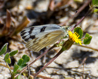 Checkered White - Pontia protodice, Crete weed - Hedypnois cretica