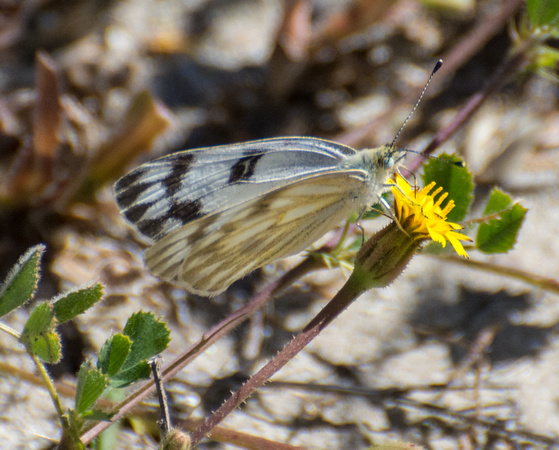 Checkered White - Pontia protodice, Crete weed - Hedypnois cretica