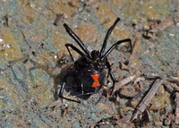 Western black widow - Latrodectus hesperus