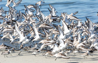 Sanderling - Calidris alba