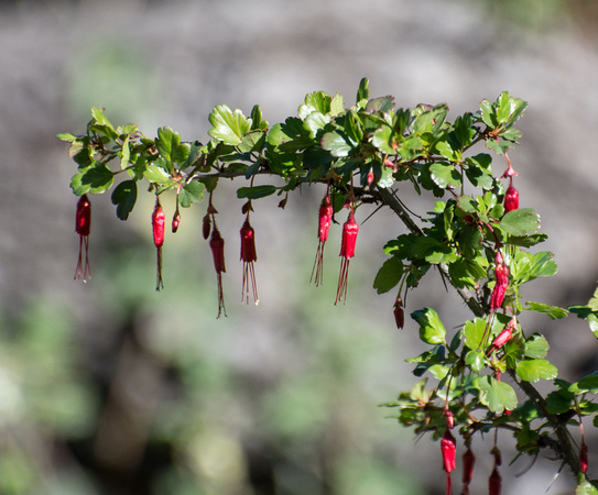 Fuchsia-flowered Gooseberry - Ribes speciosum