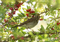 Hermit Thrush - Catharus guttatus