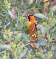 Hooded Oriole - Icterus cucullatus