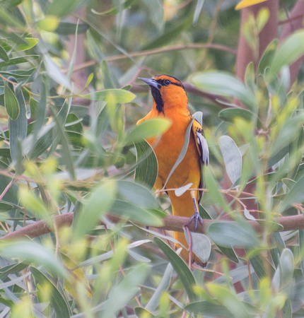 Hooded Oriole - Icterus cucullatus