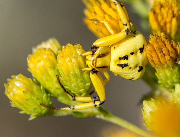Whitebanded crab spider - Misumena formosipes