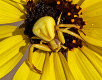 Whitebanded crab spider - Misumena formosipes