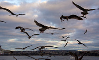 Western Gull - Larus occidentalis