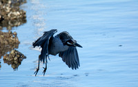 Yellow-crowned Night Heron - Nyctanassa violacea