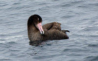 Short-tailed Albatross - Phoebastria albatrus