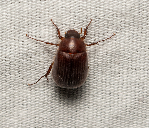 Small june beetle - Serica sp.