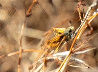 Woodland skipper - Ochlodes sylvanoides
