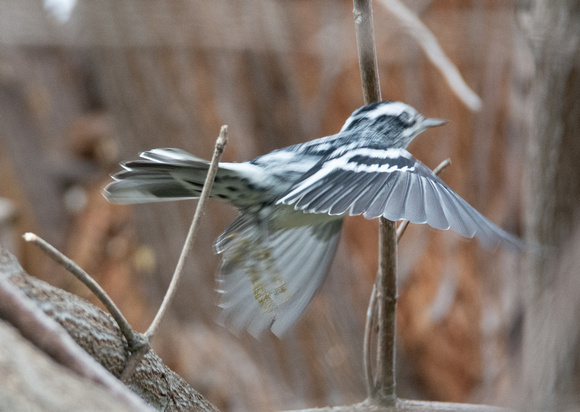Black-and-white Warbler - Mniotilta varia