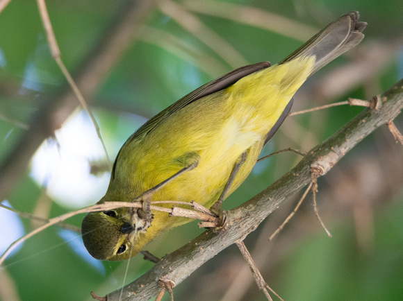 Orange-crowned Warbler - Leiothlypis celata