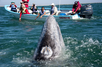 Baja and Gray Whales March 2015