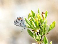 Bernardino Blue - Euphilotes bernardino
