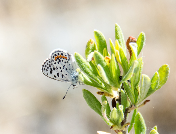 Bernardino Blue - Euphilotes bernardino