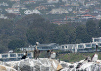 Brandt's Cormorant - Urile penicillatus, Brown Pelican - Pelecanus occidentalis,  Heerman's Gull - Larus heermanni