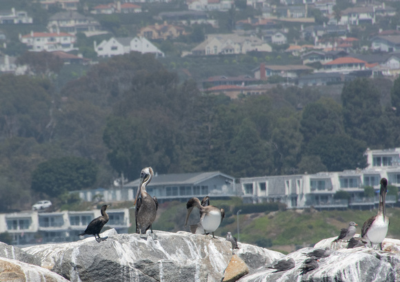 Brandt's Cormorant - Urile penicillatus, Brown Pelican - Pelecanus occidentalis,  Heerman's Gull - Larus heermanni