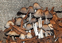 Gill Mushrooms