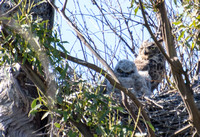 Great Horned Owl - Bubo virginianus