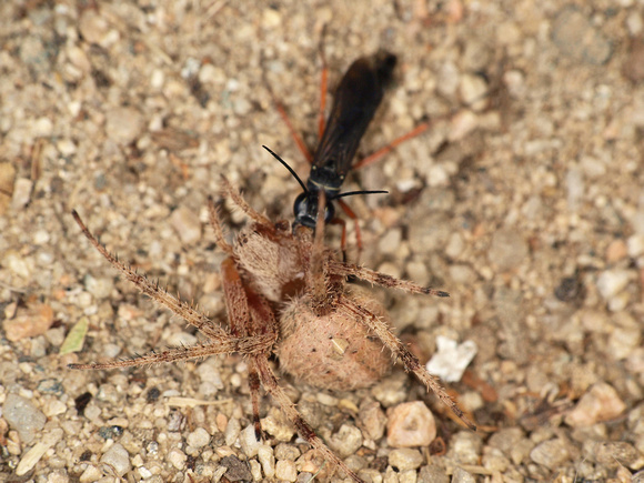 Spider wasp - Episyron conterminus posterus