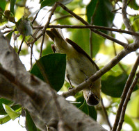 Red-eyed Vireo - Vireo olivaceus