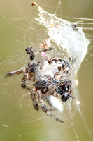 Orb weaver - Metepeira sp.