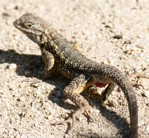 Western Fence Lizard - Sceloporus occidentalis (pooping)