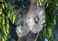 Orb weaver - Araneus gemma