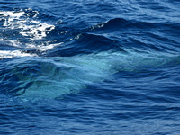 Blue whale - Balaenoptera musculus