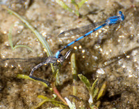 California Dancer - Argia agrioides