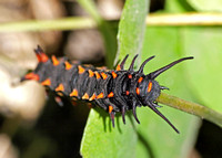 Pipevine swallowtail - Battus philenor