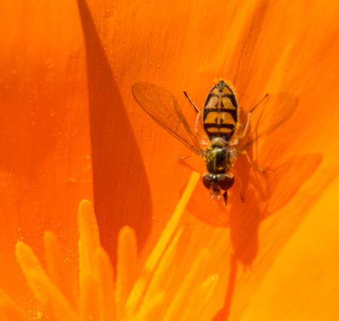 Flower fly - Toxomerus marginatus