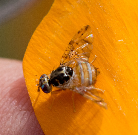 Mediterranean fruit fly (Medfly) - Ceratitis capitata