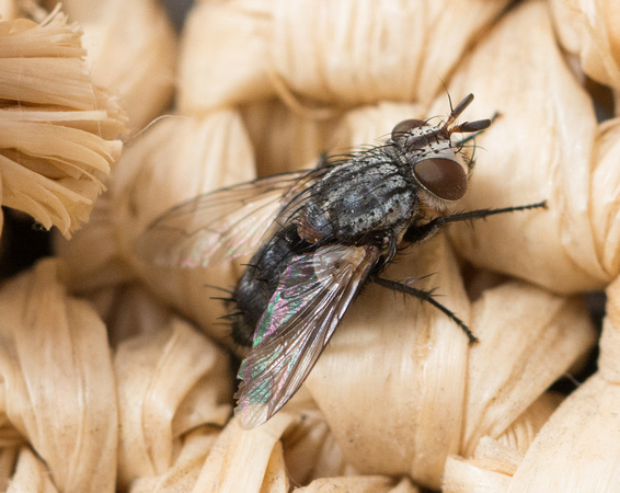 Tachinid fly - Unidentified sp.